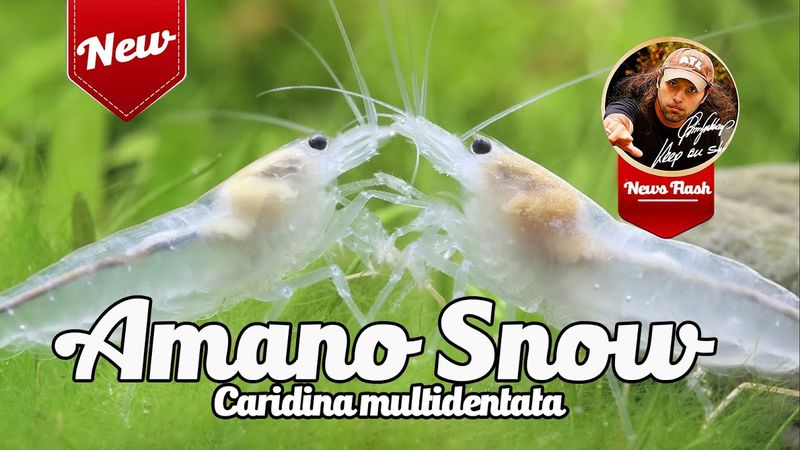 Amano Reke Snow White Caridina multidentata