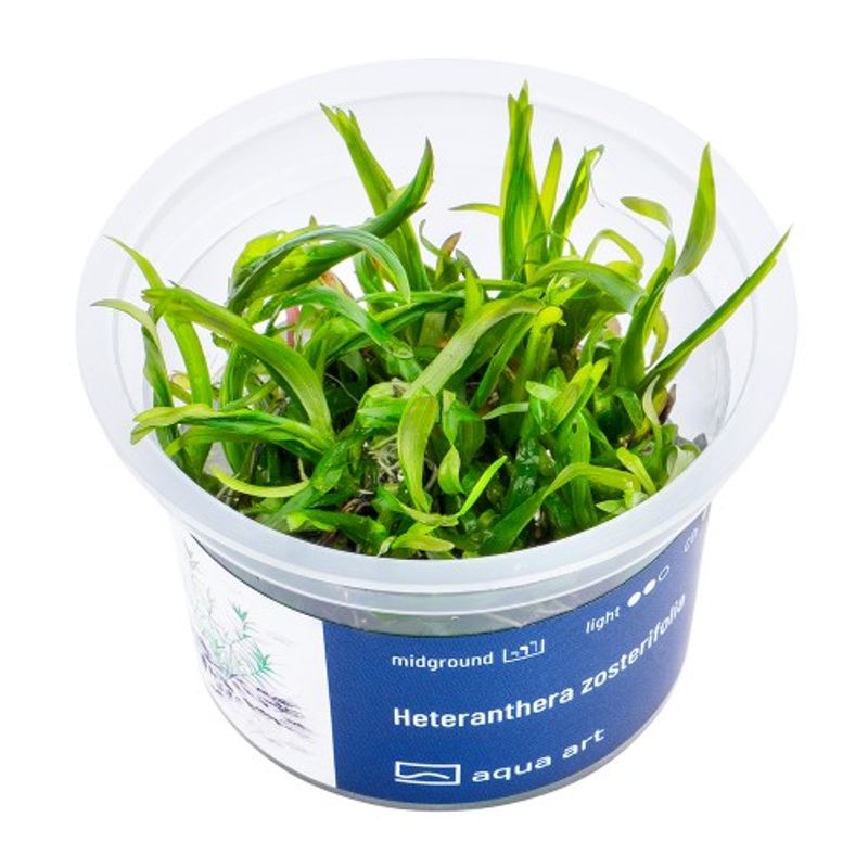 Aqua-Art Invitro Heteranthera zosterifolia
