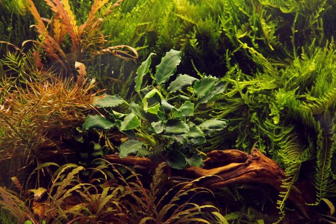 Hovedbilde Anubias barteri var. nana Kirin Akvarieplante