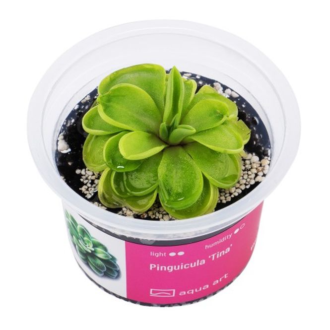 Hovedbilde Aqua-Art Invitro Pinguicula ‘Florian'