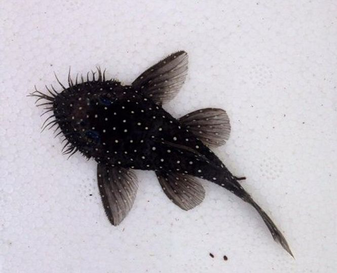 Hovedbilde L-327 ANCISTRUS VF 5-7CM