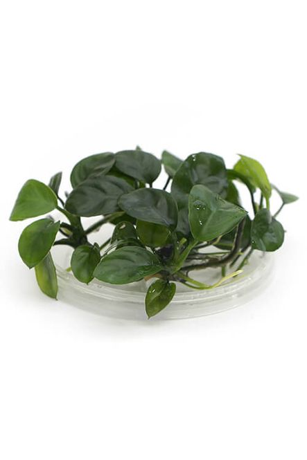 Hovedbilde Anubias 