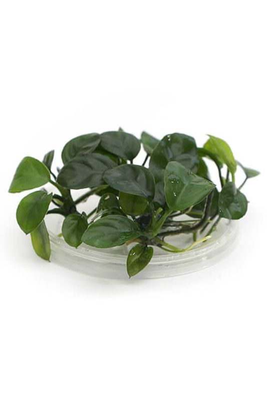 Anubias 