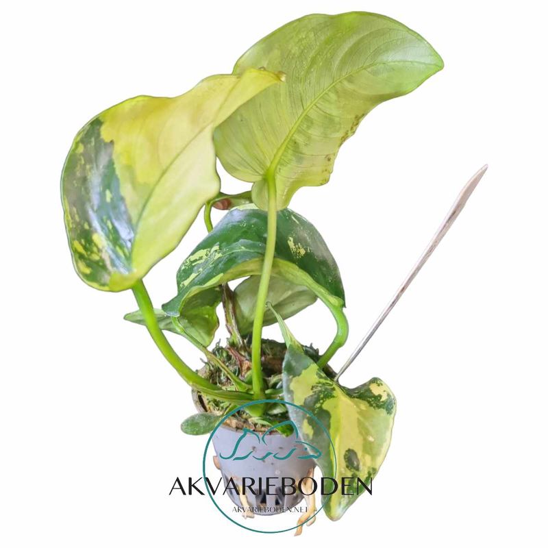 Anubias Barteri  Pinto Akvarieplante