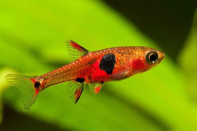 Hovedbilde Boraras naevus Jordbær Rasbora