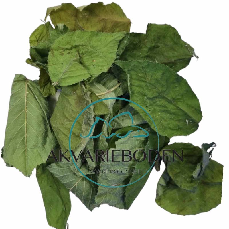 Blackberry  Blader 10pk