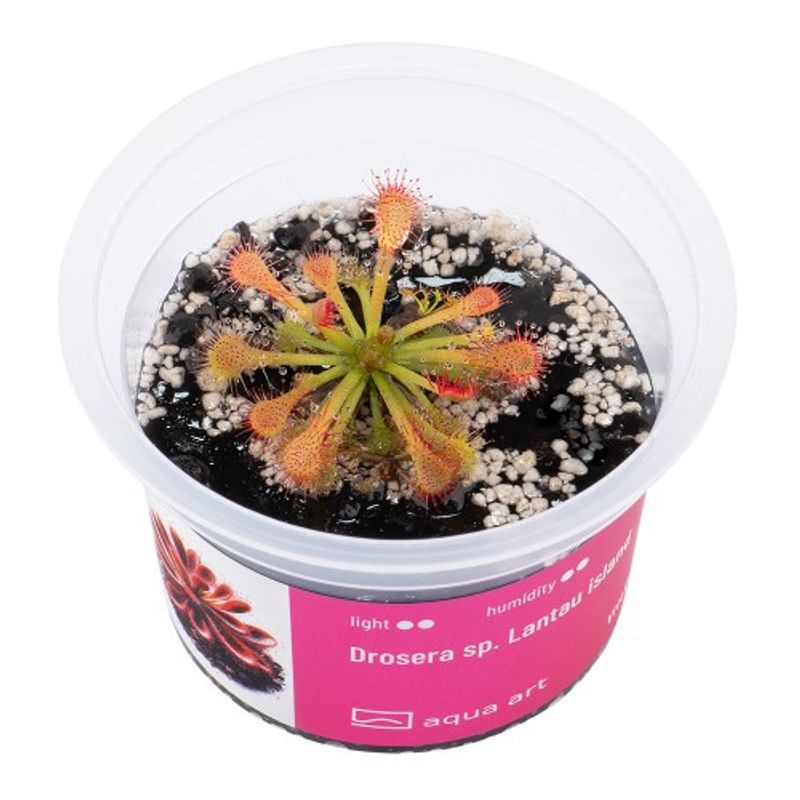 Aqua-Art Invitro Drosera sp. Lantau island