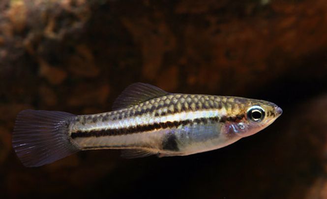 Hovedbilde Xiphophorus pygmaeus (Pygme Sverddrager)