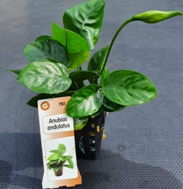 Anubias Undulatus