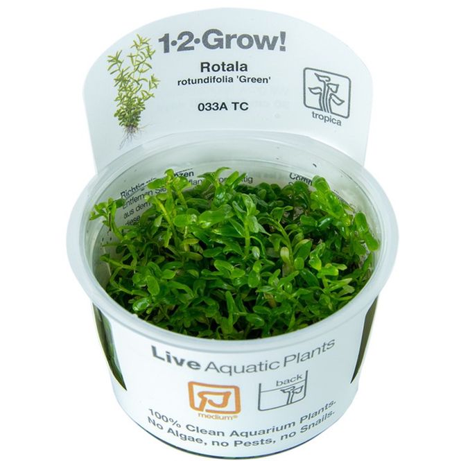 Hovedbilde Rotala rotundifolia Sp Green