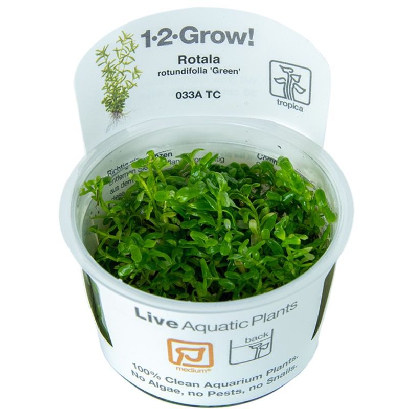 Rotala rotundifolia Sp Green