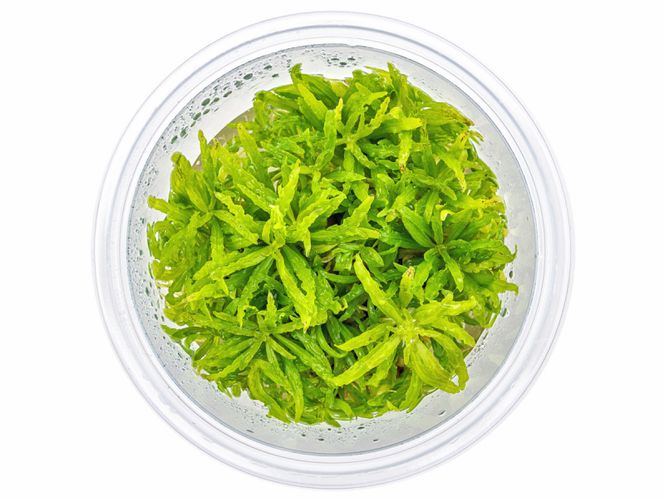 Hovedbilde Pogostemon Helferi Invitro 