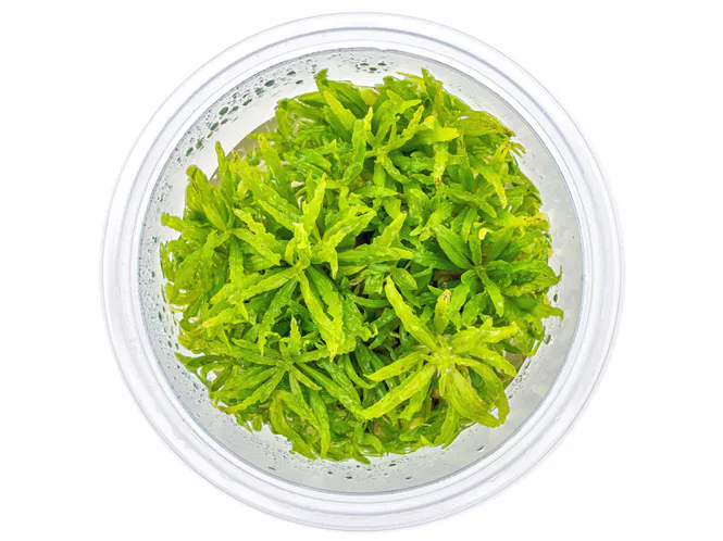 Hovedbilde Pogostemon Helferi Invitro 