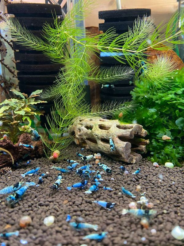 Caridina Tai Mosura shadow 
