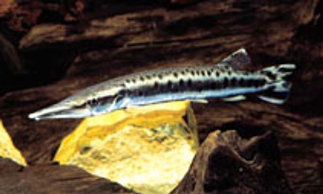 Hovedbilde Boulengerella sp.