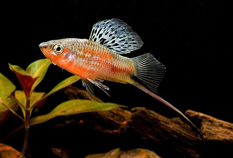 Xiphophorus montezumae (lokasjon)