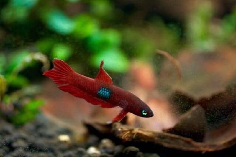 Betta Brownorum VF