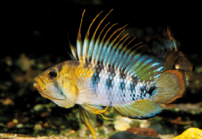 Hovedbilde  Apistogramma baenschi /Inka