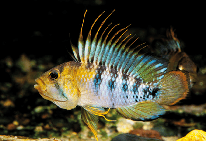  Apistogramma baenschi /Inka
