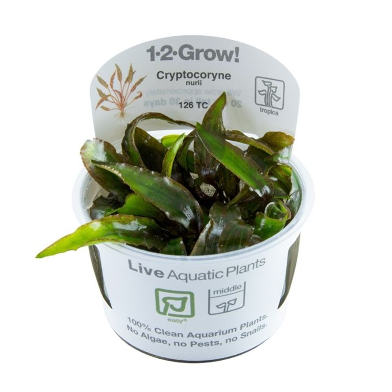Cryptocoryne nurii 1-2 Grow