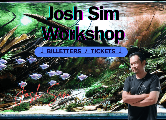 Hovedbilde  Workshop Josh Sim  19 oktober 2024