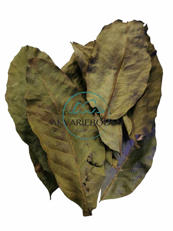 Walnut leaves green 10pk