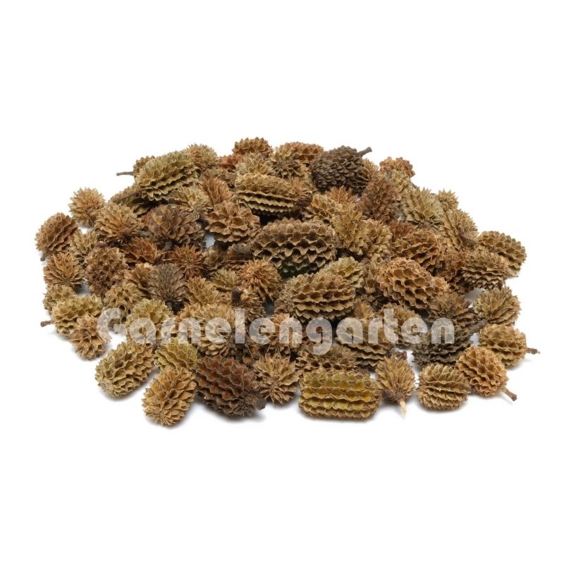 INDIAN CASUARINA CONES 50g