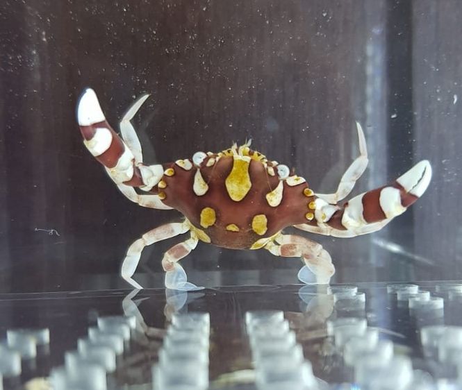 Hovedbilde Lissocarcinus laevis /Harlequin Krabbe