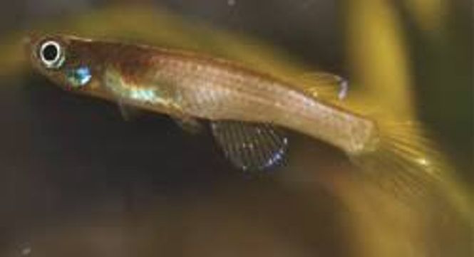 Hovedbilde Foerschichthys flavipinnis 