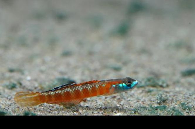 Hovedbilde Neon Red Stiphodon Goby