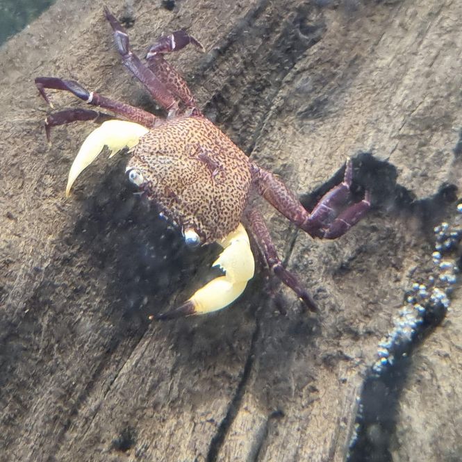 Hovedbilde Parathelphusa flavichela White Claw Krabbe