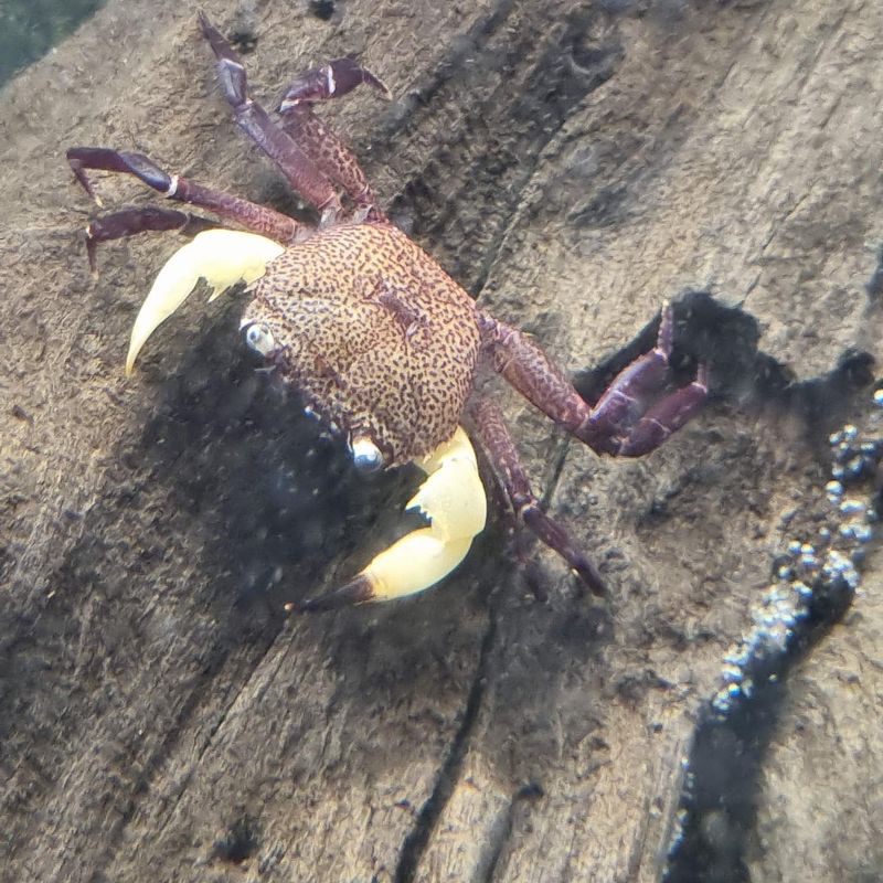 Parathelphusa flavichela White Claw Krabbe