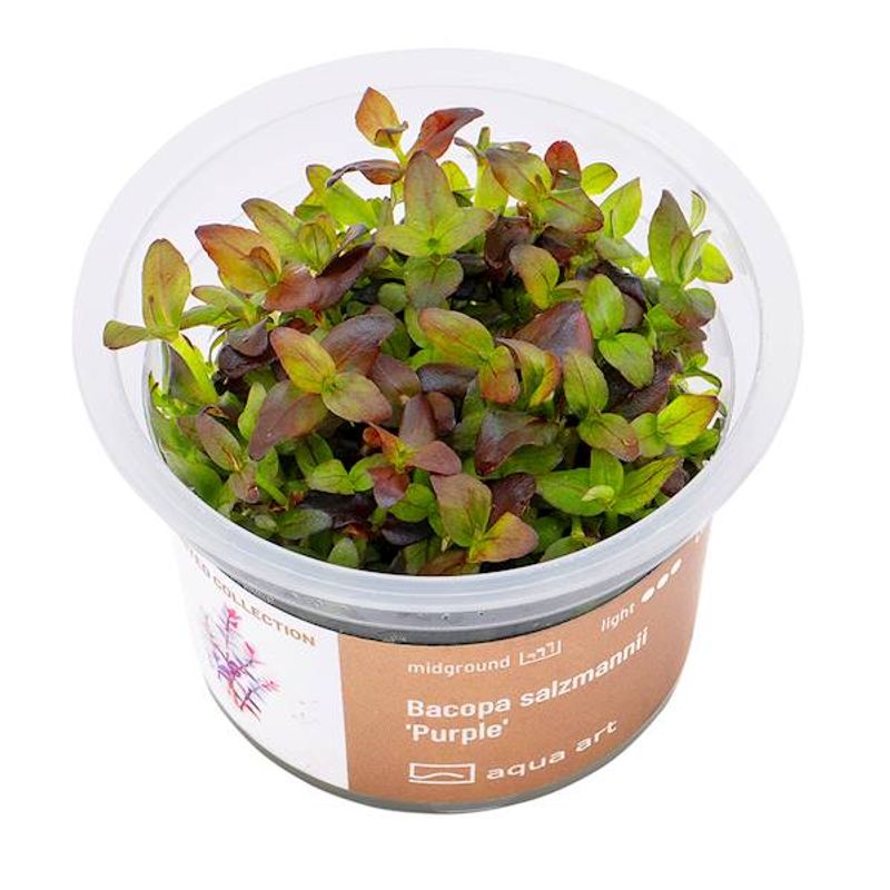 Aqua Art BACOPA SALZMANNII 'PURPLE' Invitro