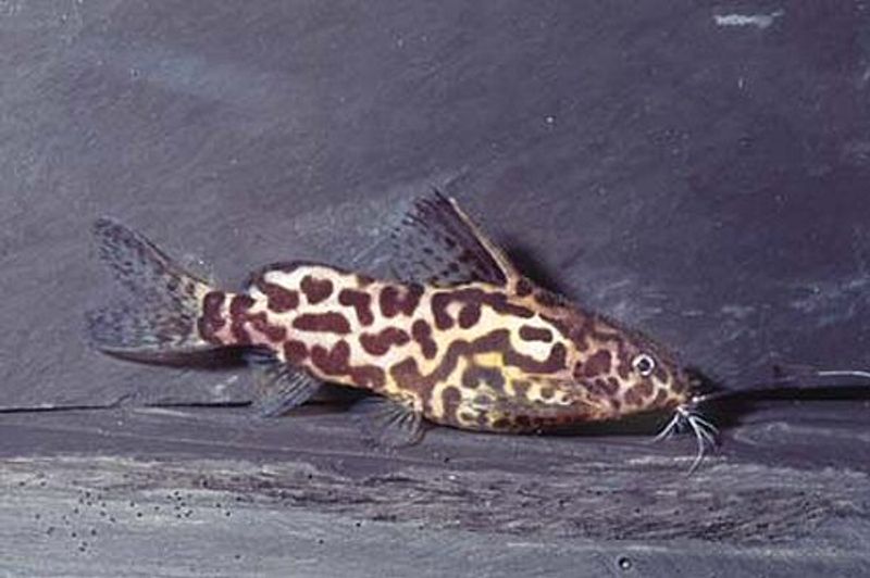 Synodontis schoutedeni 