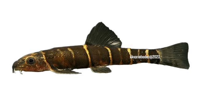 Hovedbilde barbucca diabolica