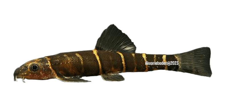 barbucca diabolica