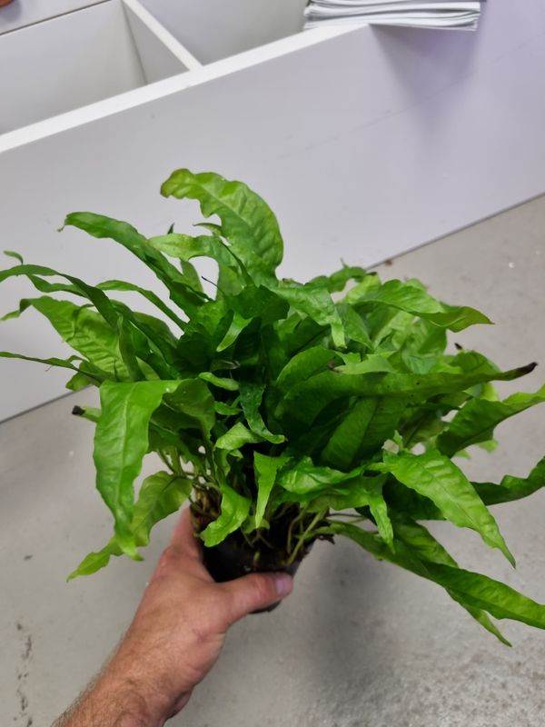 Microsorum pteropus  Moderplante XXXL