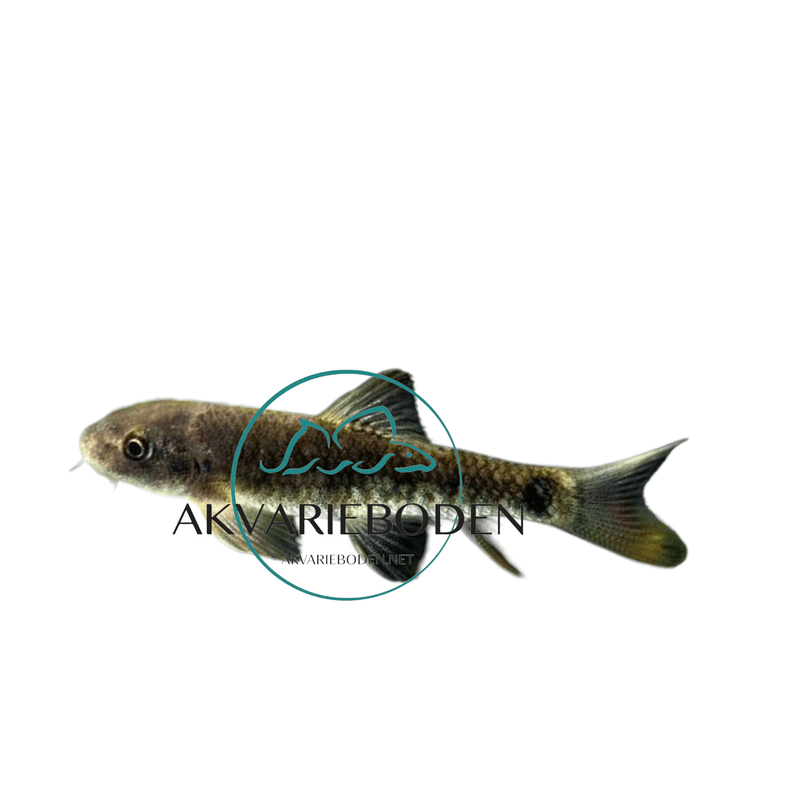 Garra Rufa / Doktor fisk 