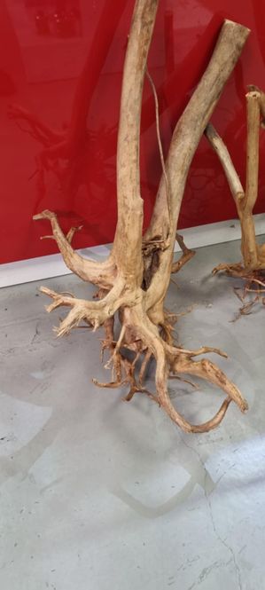 Hovedbilde AB Rainforest 