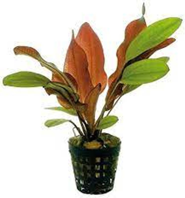 Echinodorus Red Flame
