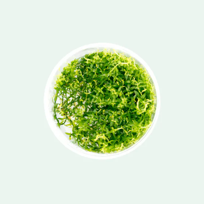 Hovedbilde Gratiola viscidula Invitro 