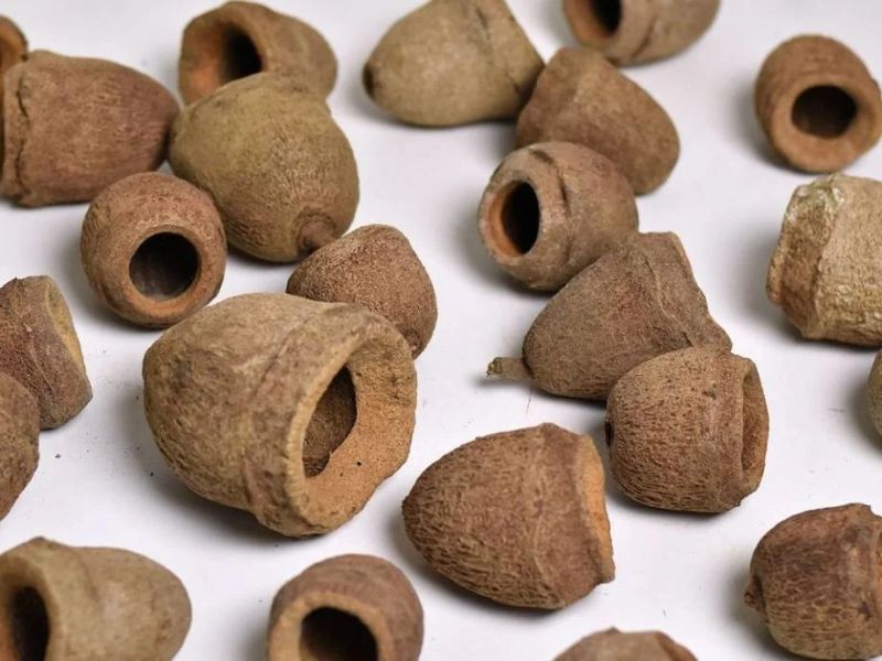 Sapucainha Pod 11-13cm