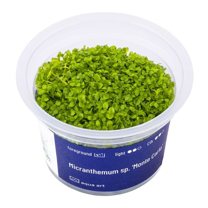 Aqua-Art Invitro Micranthemum 'Monte Carlo'