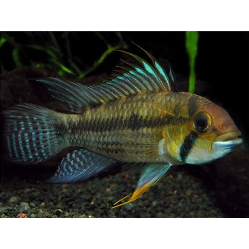 Apistogramma Juriensis 