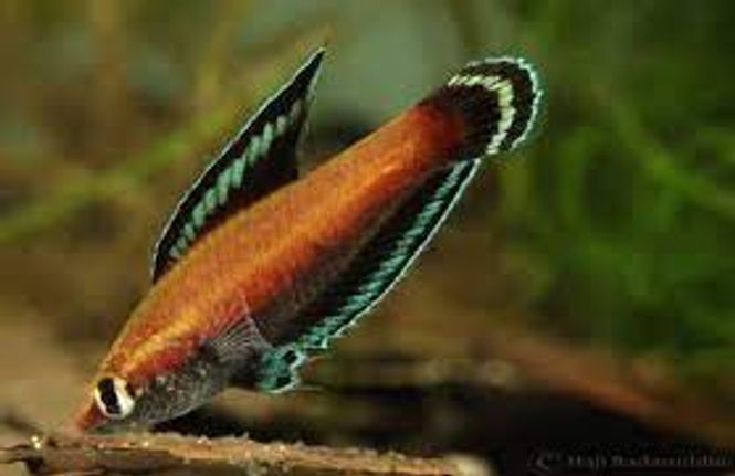 Hovedbilde Parosphromenus nagyi Prakt Lakris Gurami