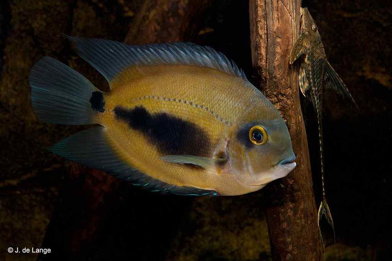 Uaru amphiacanthoides