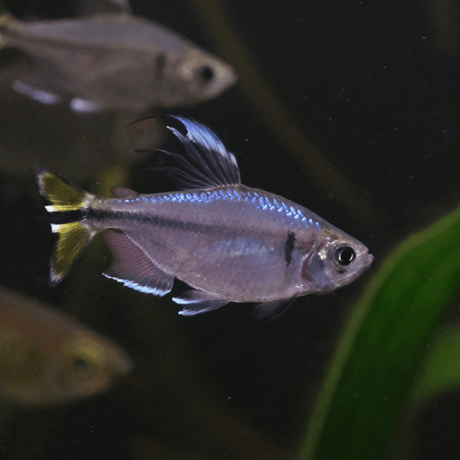 Hovedbilde Alestopetersius caudalis
