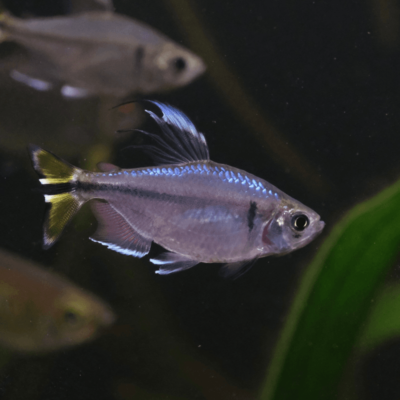 Alestopetersius caudalis