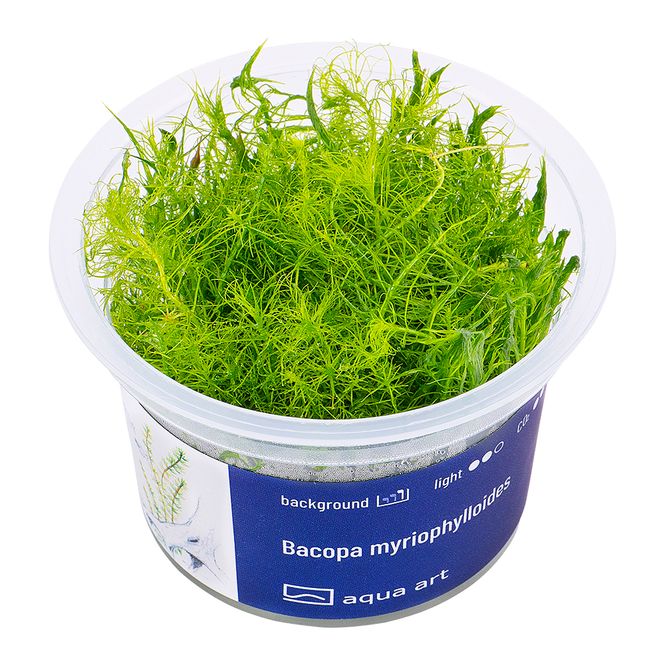 Hovedbilde Aqua Art Invitro Bacopa myriophylloides