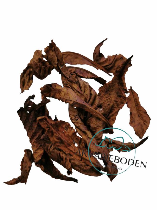 Chestnut leaves brown  ca 10pk